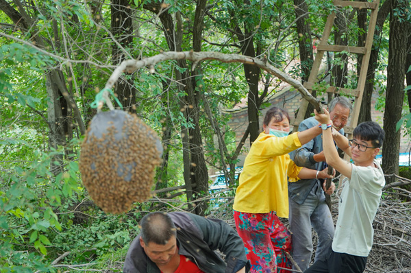 04大学生们帮助村民抓捕“出逃”蜂群.jpg 04大学生们帮助村民抓捕“出逃”蜂群.jpg